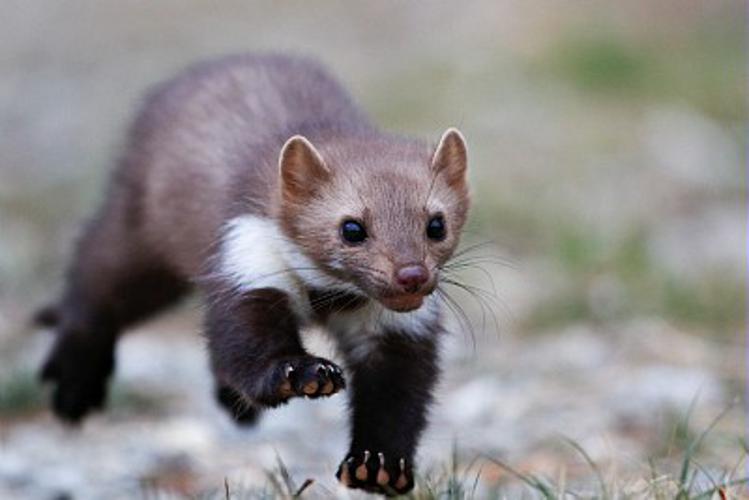 Différence furet fouine