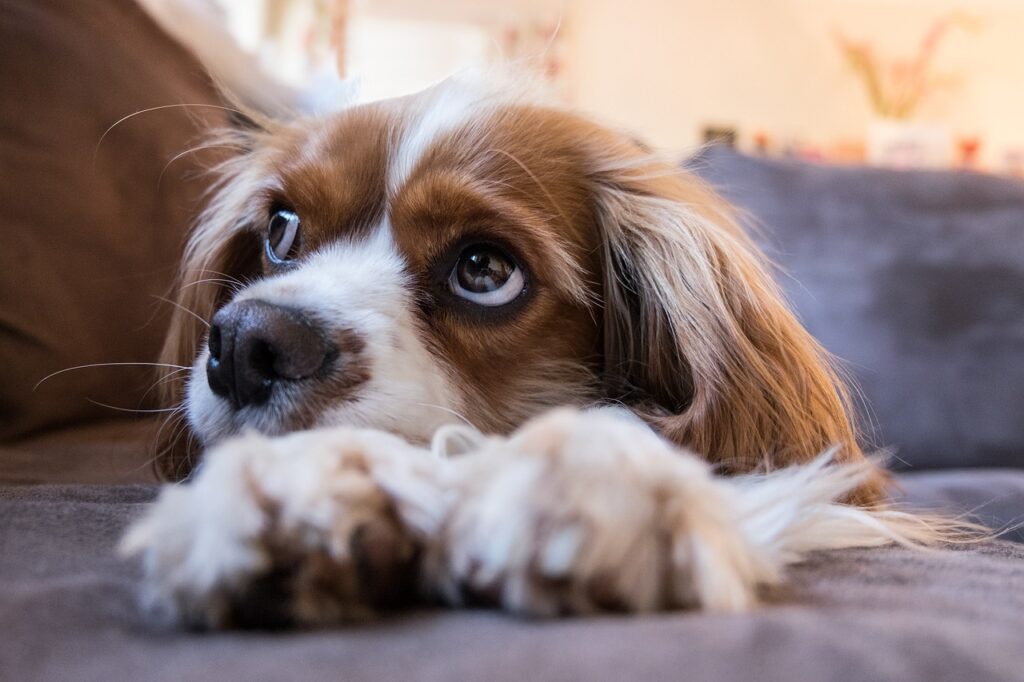 choisir une race de chien