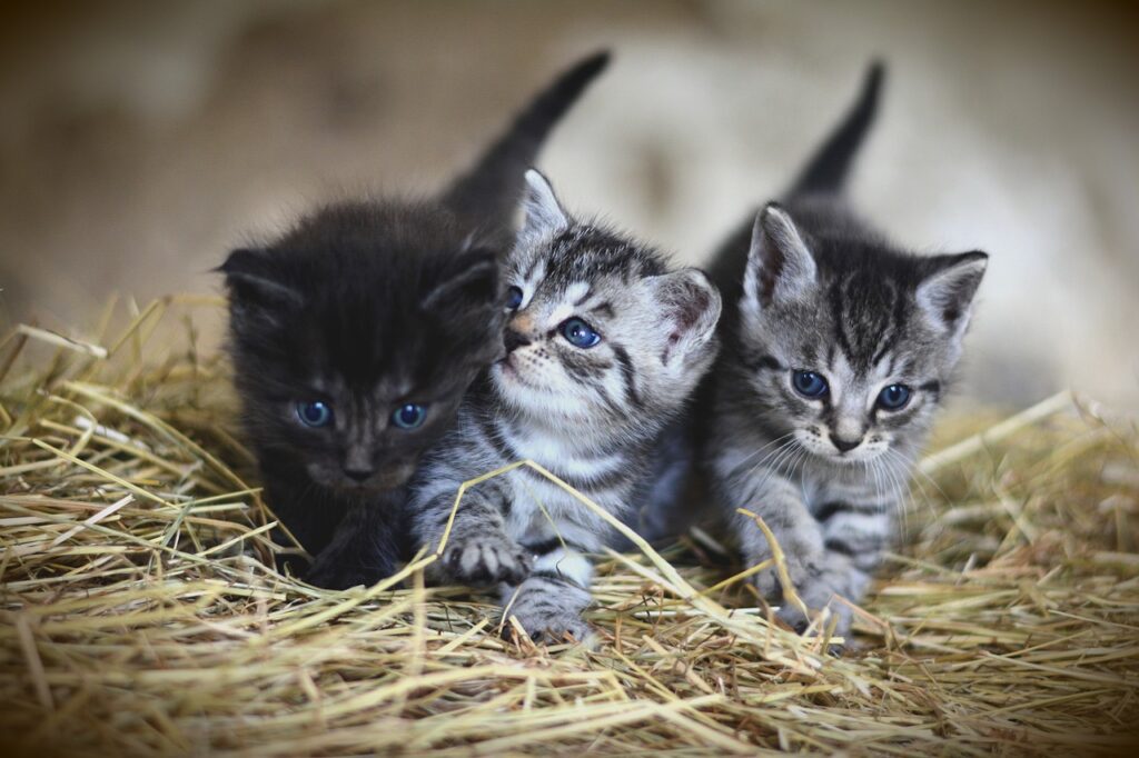 Quelle quantité de nourriture pour un chat